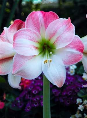 amaryllis1.jpg