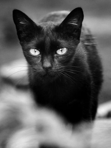 fekete-macska.jpg